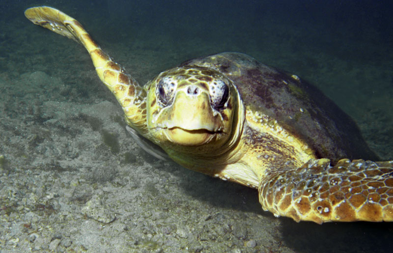 Sea Turtle at 55' about 17 miles off of St. Petersburg